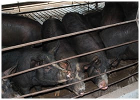 鹿児島直送　黒木養豚の黒豚